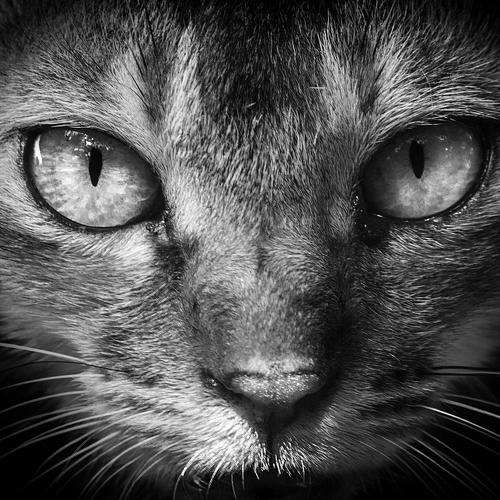 The Hunter