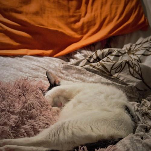 Photo #5345134