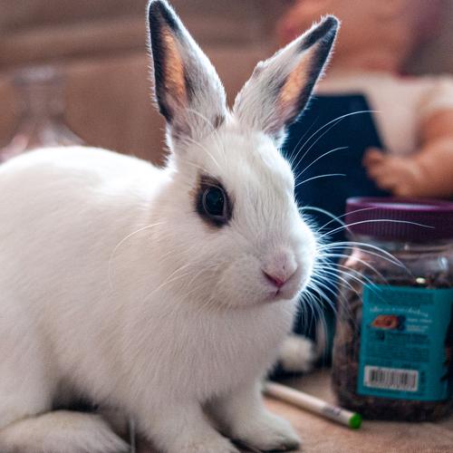 Photo #5345266