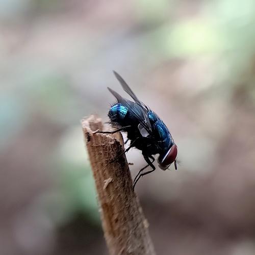 Calliphora vomitoria