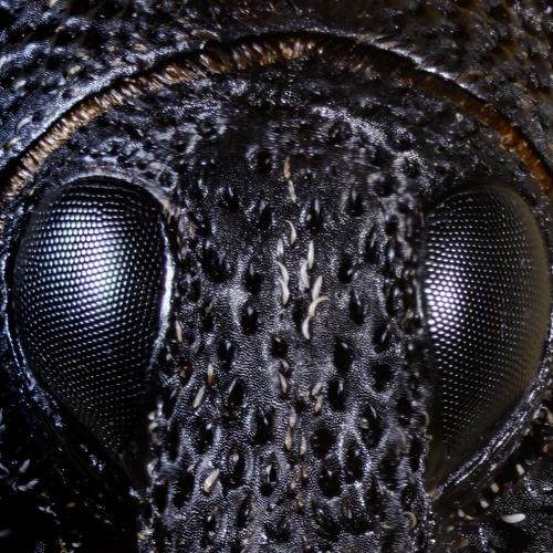 Weevil