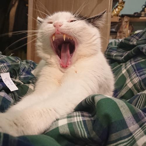 Photo #5346590