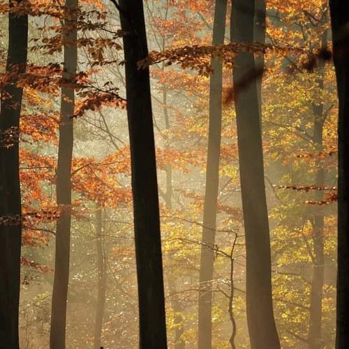 Fall in dk