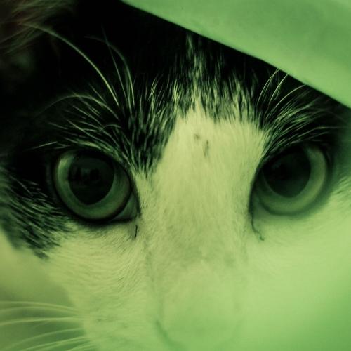 Photo #5347148