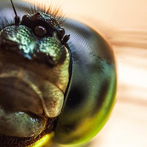Dragonfly eyes