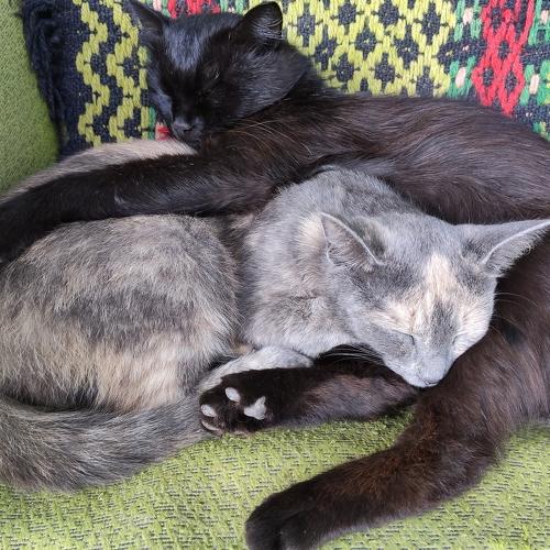 Photo #5347500