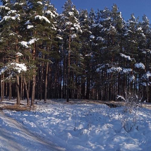 Дорога в лес