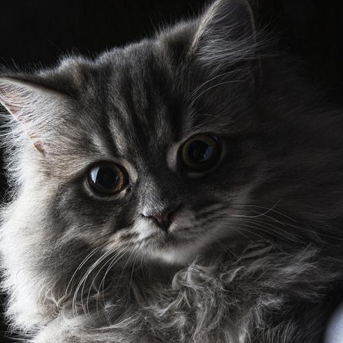 Photo #5348741
