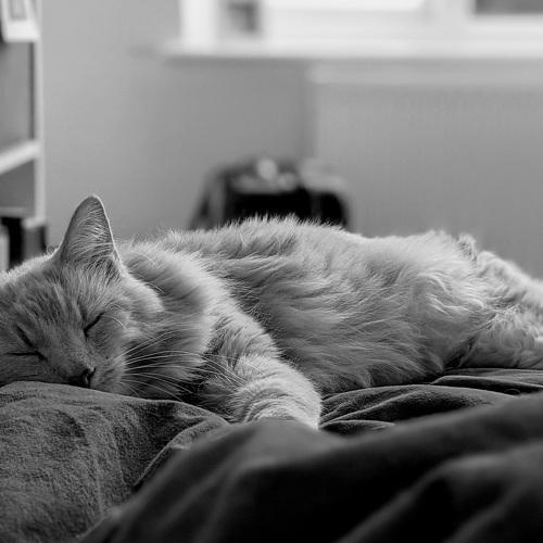 Cat-ching Up