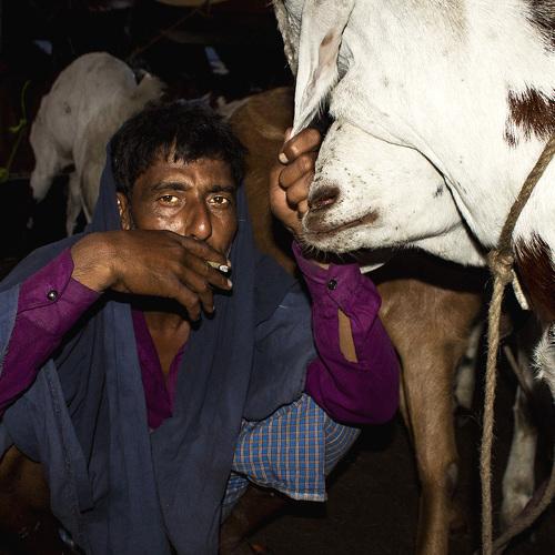 smoking man and his goats