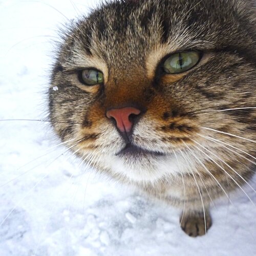 Photo #5350048