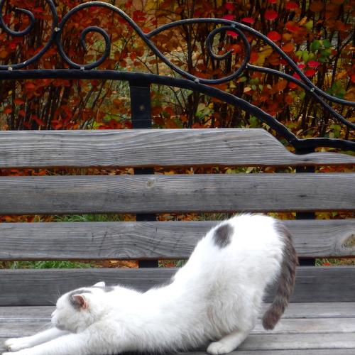 Photo #5350049