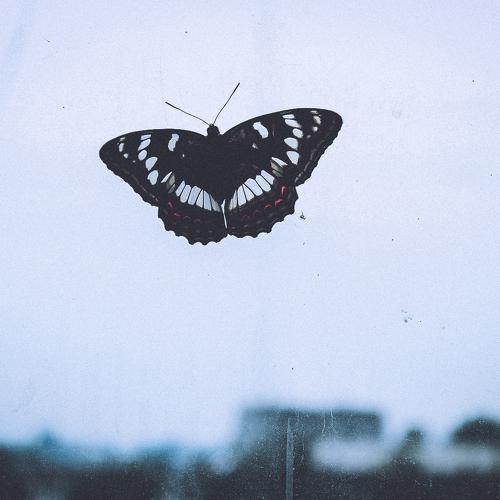 Photo #5351492