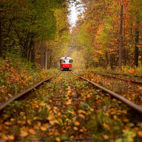 Forest tramway
