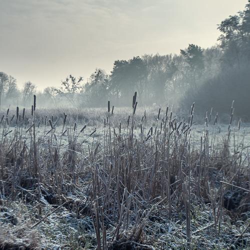 Reed in hoarfrost