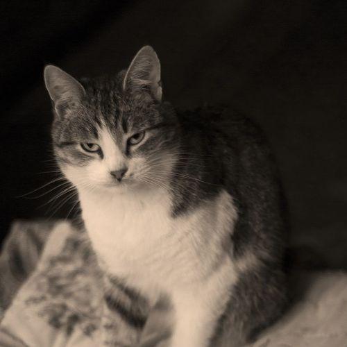 Photo #5354444