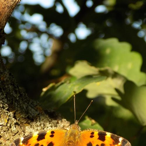 Photo #5355146