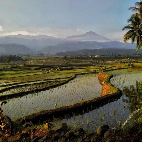 rice field view