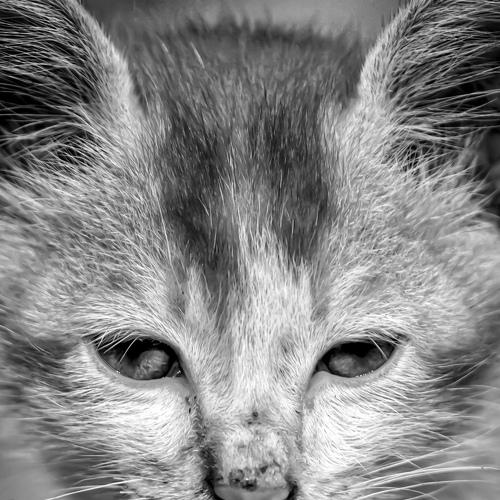 Hungry Cat