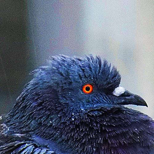 Photo #5364890