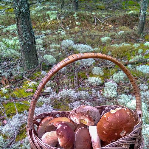 Photo #5367289