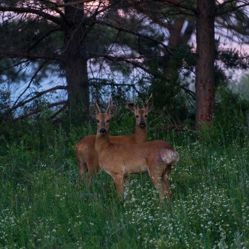 Photo #5367915