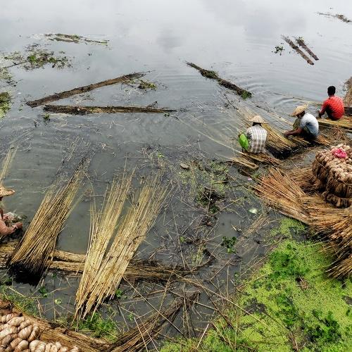 Jute Workers