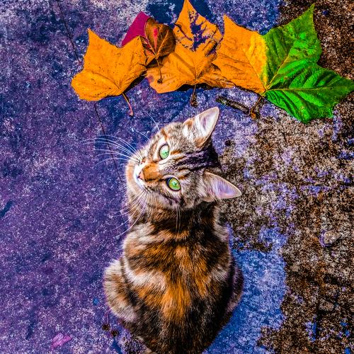 CATtitude