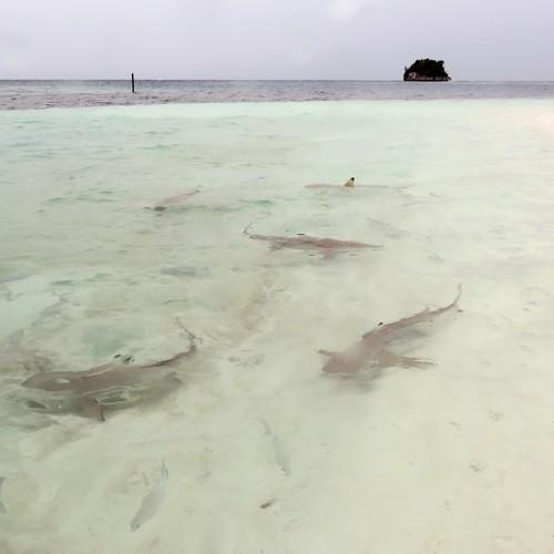 Photo #5370129
