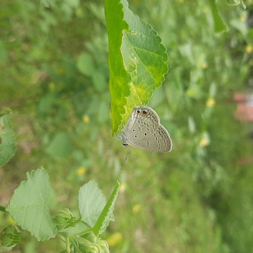 Photo #5370586