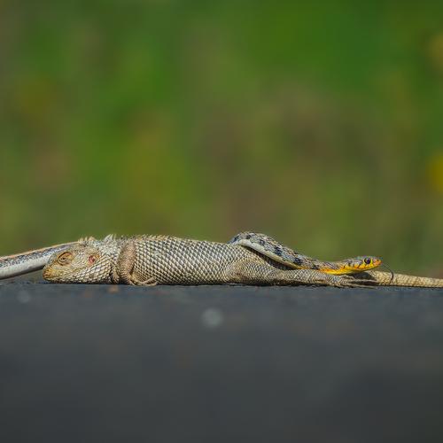 Assert on road killed
