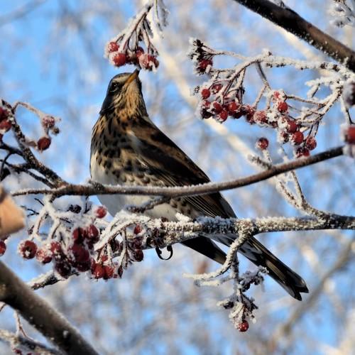 Photo #5371139