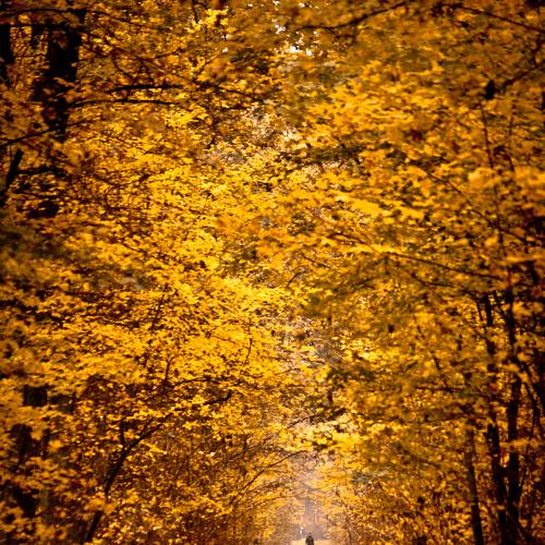 Walking down the autumn alley