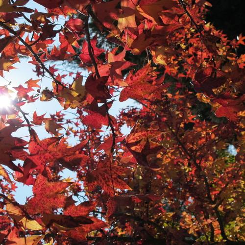 LEAVES IN RED