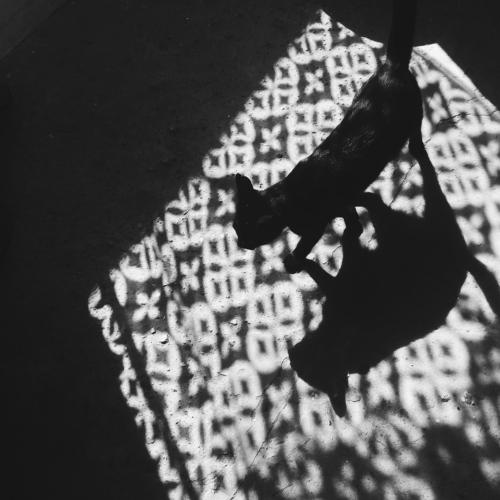 Photo #5378130