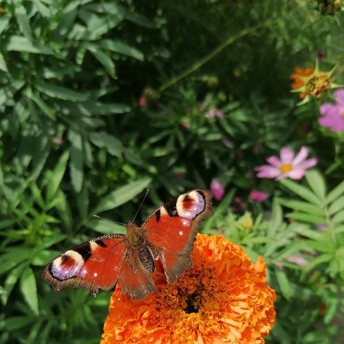 Photo #5379694