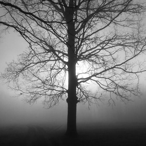 Photo #5384104