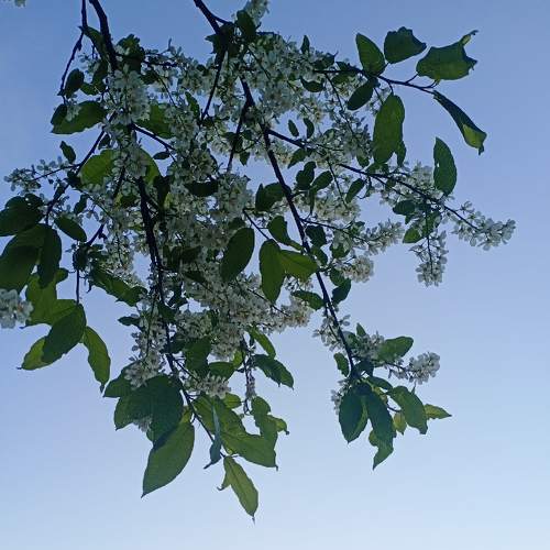 Photo #5384261