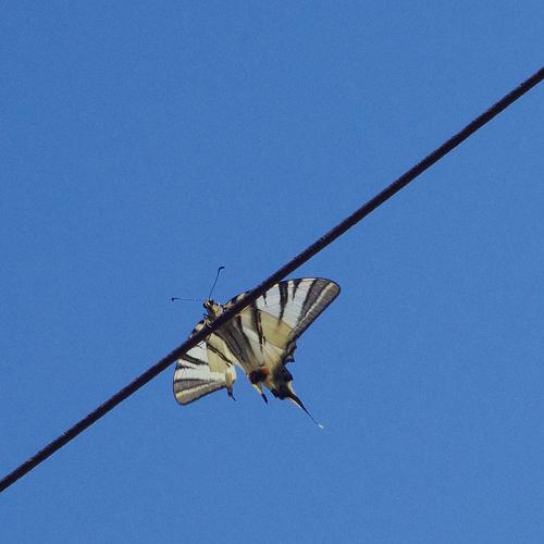 Photo #5384377