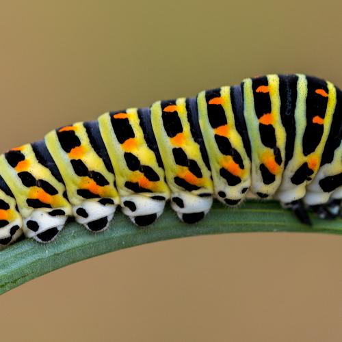 Swallowtail Caterpillar
