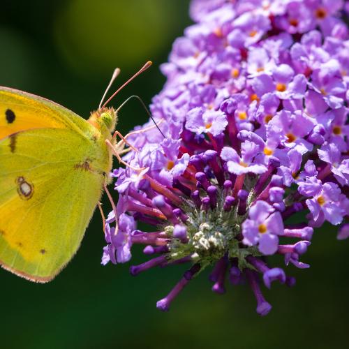 Photo #5385973