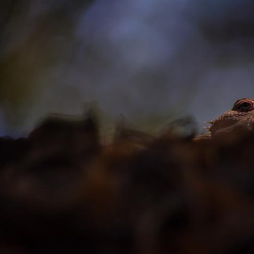 Photo #5387215