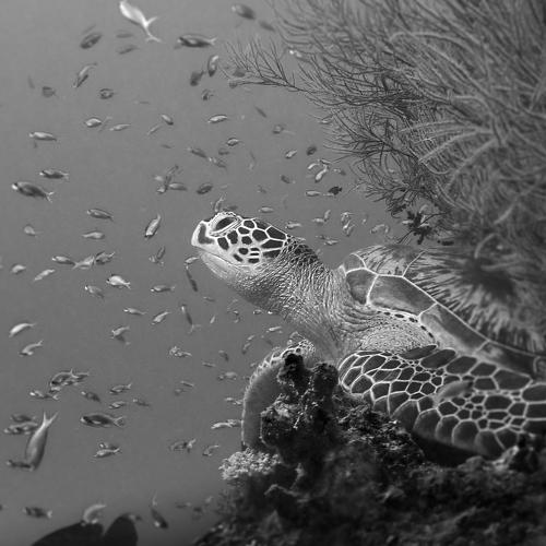 The king of the Ocean looks after you