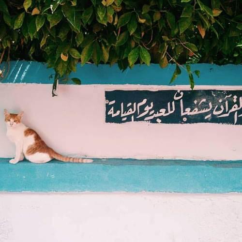 Photo #5393364