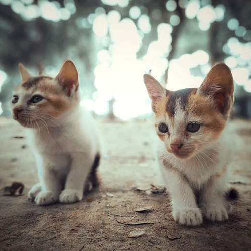 Pretty cats