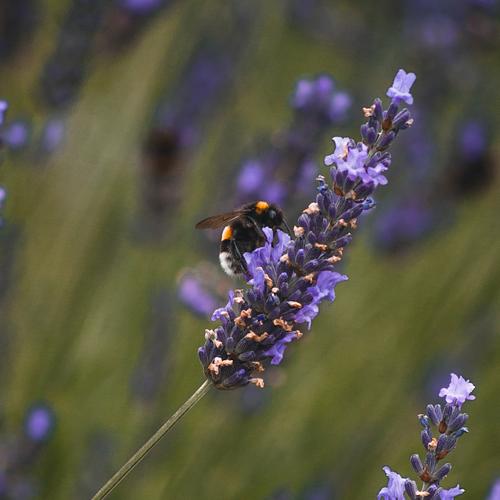 Photo #5395093