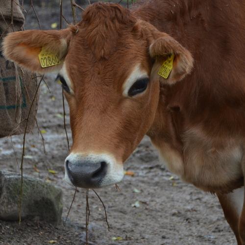 Photo #5397889