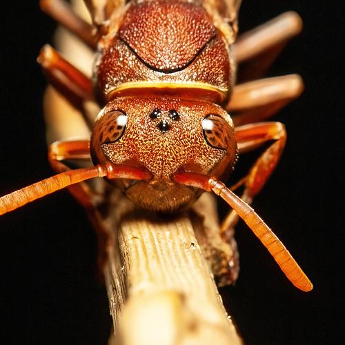 Photo #5400553