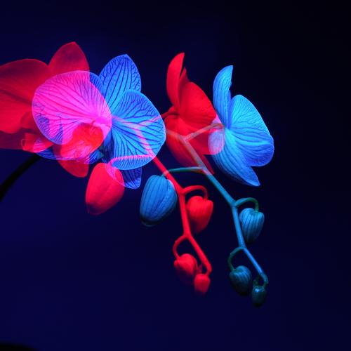 Photo #5402595
