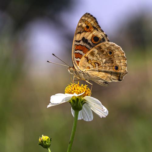 Butterflies and flowers